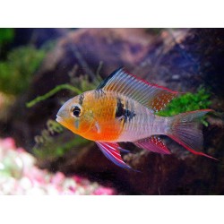 Боливийская бабочка (Microgeophagus altispinosa) Боливийская бабочка (Microgeophagus altispinosa)