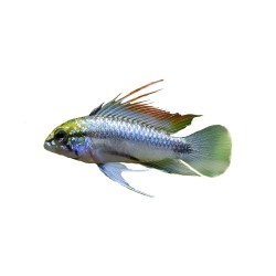 Апистограмма трёхполосая (Apistogramma trifasciata) Апистограмма трёхполосая (Apistogramma trifasciata)