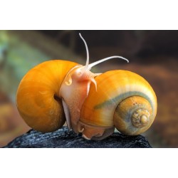 Улитка Ампулярия микс (Pomacea diffusa)  Улитка Ампулярия микс (Pomacea diffusa)