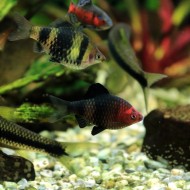 Барбус чёрный (Pethia nigrofasciata)