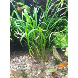 Cryptocoryne Schola forest (Cryptocoryne spiralis var. caudigera)