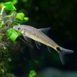 Кроссохейл сетчатый "Бородоед" (Crossocheilus reticulatus) Кроссохейл сетчатый "Бородоед" (Crossocheilus reticulatus)