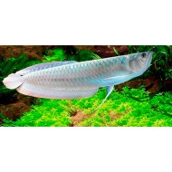 Арована серебрянная (Osteoglossum Bicirhossum)