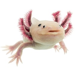 Аксолотль (Axolotl) Аксолотль (Axolotl)