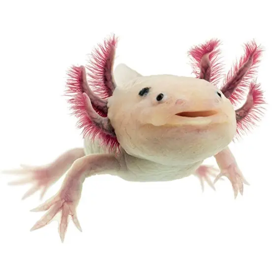 Axolotl Albino (Ambystoma Mexicanum) main image 1