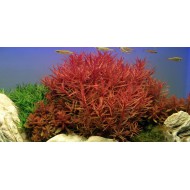 Аммания изящная (Ammannia gracilis)