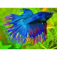 Петушок коронохвостый (Betta Crowntail)