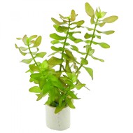 Бакопа каролинская (Bacopa caroliniana) Бакопа каролинская (Bacopa caroliniana)