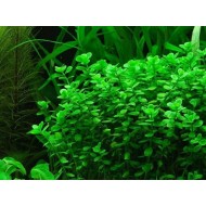 Бакопа Южная (Bacopa australis) Бакопа Южная (Bacopa australis)