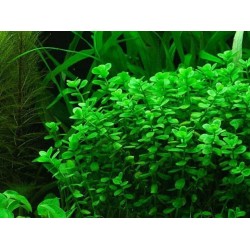 Бакопа Южная (Bacopa australis) Бакопа Южная (Bacopa australis)