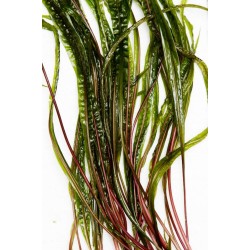 Криптокорина Балансе Рэд (Cryptocoryne Balansae Red) Криптокорина Балансе Рэд (Cryptocoryne Balansae Red)