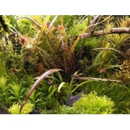 Криптокорина Балансе Рэд (Cryptocoryne Balansae Red)