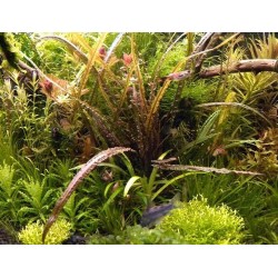 Криптокорина Балансе Рэд (Cryptocoryne Balansae Red) Криптокорина Балансе Рэд (Cryptocoryne Balansae Red)