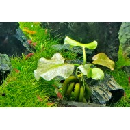 Водяной банан (Nymphoides aquatica) Водяной банан (Nymphoides aquatica)