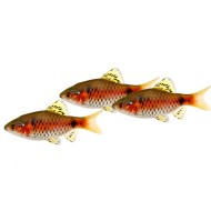 Алый барбус (Pethia padamya)