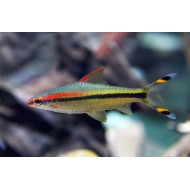 Barbus Denisoni (Sahyadria denisonii)