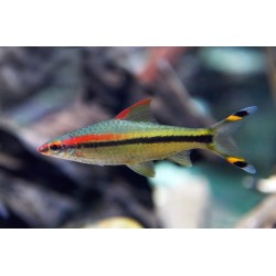 Барбус Денисони (Sahyadria denisonii) Барбус Денисони (Sahyadria denisonii)