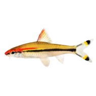 Barbus Denisoni (Sahyadria denisonii)