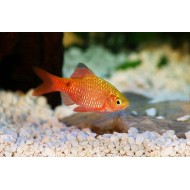 Барбус огненный (Puntius conchonius)