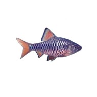 Барбус-олиголепис или Клетчатый Барбус (Oliotius oligolepis) Барбус-олиголепис или Клетчатый Барбус (Oliotius oligolepis)