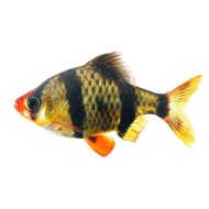 Барбус суматранский (Puntius tetrazona) 