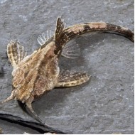 Буноцефал или сом коряга (Bunocephalus bicolor)