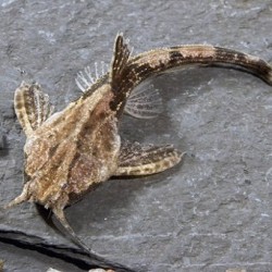 Буноцефал или сом коряга (Bunocephalus bicolor) Буноцефал или сом коряга (Bunocephalus bicolor)