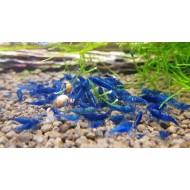 Креветка синий вельвет (Neocaridina Blue Velvet) Креветка синий вельвет (Neocaridina Blue Velvet)