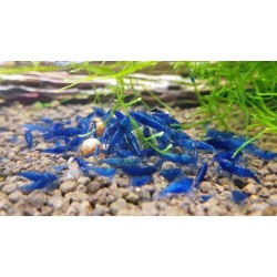 Креветка синий вельвет (Neocaridina Blue Velvet) Креветка синий вельвет (Neocaridina Blue Velvet)