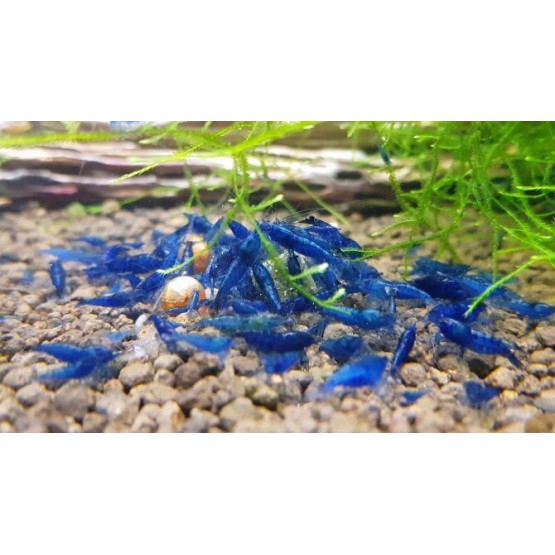 Креветка синий вельвет (Neocaridina Blue Velvet)