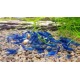 Креветка синий вельвет (Neocaridina Blue Velvet)