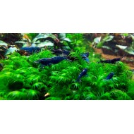 Креветка синий вельвет (Neocaridina Blue Velvet)