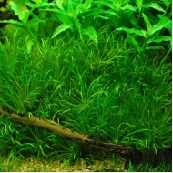 Бликса японская (Blyxa japonica)