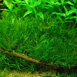 Бликса японская (Blyxa japonica) Бликса японская (Blyxa japonica)