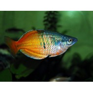 Меланотения боэсмана (Melanotaenia boesemani)