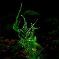 Болбитис Gua Angin (Bolbitis sp. Gua Angin) Болбитис Gua Angin (Bolbitis sp. Gua Angin)