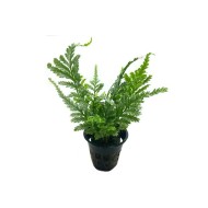 Болбитис Gua Angin (Bolbitis sp. Gua Angin) Болбитис Gua Angin (Bolbitis sp. Gua Angin)