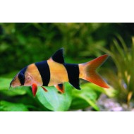 Боция клоун (Botia macracantha)