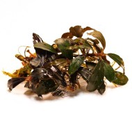 Буцефаландра sp. Brownie Helena