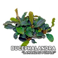 Буцефаландра sp. «Lamandau Purple»