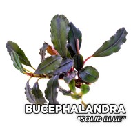 Буцефаландра sp. Solid Blue