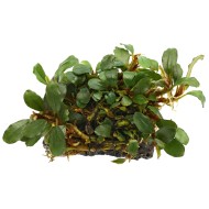 Буцефаландра sp. Brownie Pixy