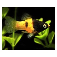 Пецилия пчёлка (Platy Bumblebee, Xiphophorus maculatus) Пецилия пчёлка (Platy Bumblebee, Xiphophorus maculatus)