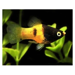 Пецилия пчёлка (Platy Bumblebee, Xiphophorus maculatus) Пецилия пчёлка (Platy Bumblebee, Xiphophorus maculatus)