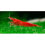 Creveți Roșu cireș (Neocaridina heteropoda)