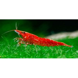 Creveți Roșu cireș (Neocaridina heteropoda)