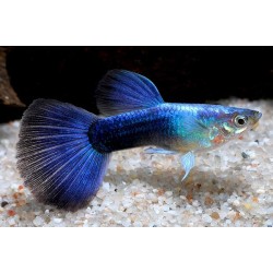 Guppy Blue Moscow