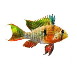 Боливийская бабочка (Microgeophagus altispinosa) Боливийская бабочка (Microgeophagus altispinosa)