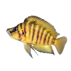 Альтолампрологус компрессицепс Голд (Altolamprologus compressiceps gold) Альтолампрологус компрессицепс Голд (Altolamprologus compressiceps gold)