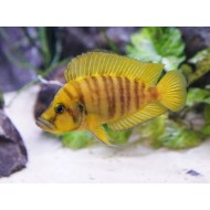 Альтолампрологус компрессицепс Голд (Altolamprologus compressiceps gold)
